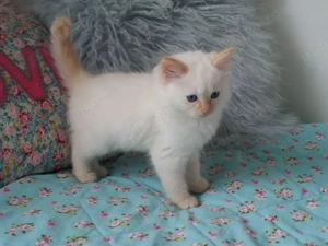 Puiuți Ragdoll disponibili imediat