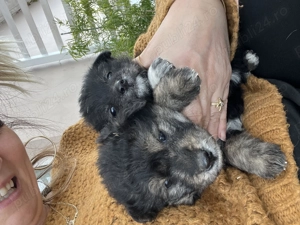 Catelusi de tale mica 4 sapt - imagine 4