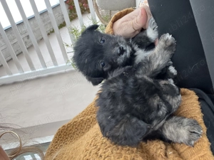 Catelusi de tale mica 4 sapt - imagine 3