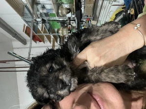 Catelusi de tale mica 4 sapt - imagine 2