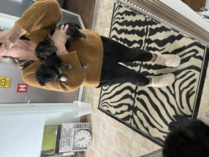 Catelusi de tale mica 4 sapt - imagine 5