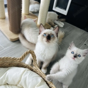 Puiuți Ragdoll disponibili imediat  - imagine 3