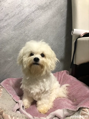 Bichon Frise Mascul - imagine 2