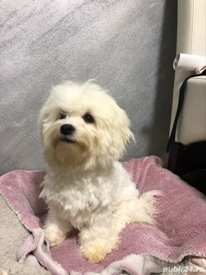 Bichon Frise Mascul - imagine 4