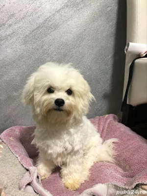 Bichon Frise Mascul - imagine 3