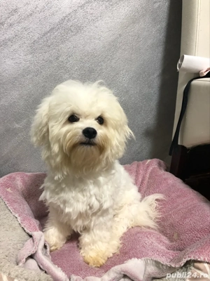 Bichon Frise Mascul - imagine 5