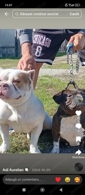 American bully pocket schimb cu păsări de tara  - imagine 3
