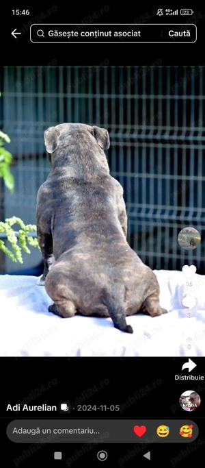 American bully pocket  - imagine 4