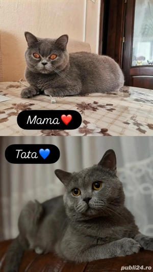 Motanel British Shorthair 