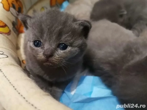 Motanei British Shorthair 