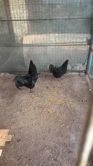 Vând austrolop de anul trecut și de anul acesta - imagine 3