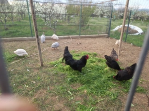 Vând austrolop de anul trecut și de anul acesta - imagine 2