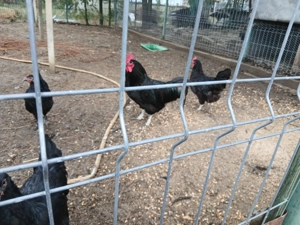 Vând austrolop de anul trecut și de anul acesta - imagine 4