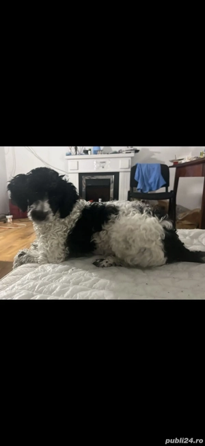 pui pudel fetiță 5 luni - imagine 4