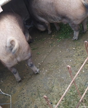 Mangaliță cu duroc 