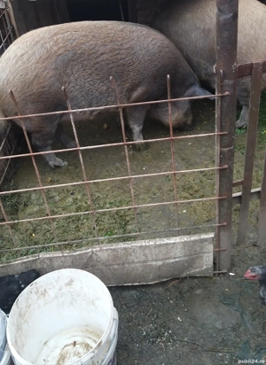 Mangaliță cu duroc  - imagine 2