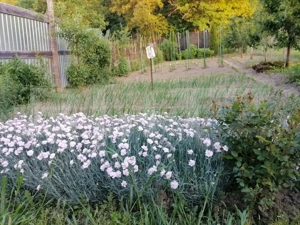 Casă de vânzare în Blaj, jud. Alba,3 camere - imagine 10