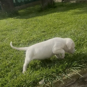 Dog Argentinian cu Pedigree - imagine 2