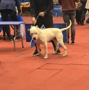 Dog Argentinian cu Pedigree - imagine 5