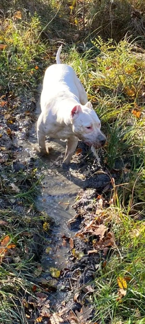 Dog Argentinian cu Pedigree - imagine 4