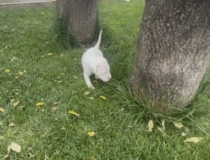 Dog Argentinian cu Pedigree - imagine 3