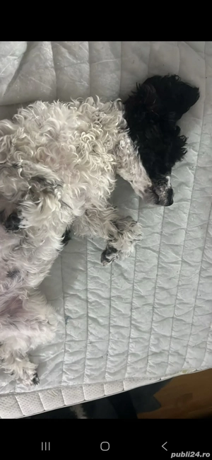 pui pudel fetiță 5 luni