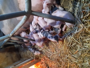 Purcei de 6 saptămini de vinzare.