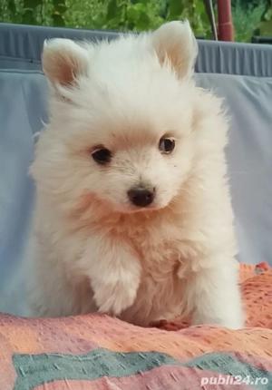 Pomeranian spitz 