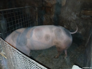 scroafa pietrean - imagine 3 scroafa pietrean - imagine 3