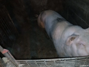 scroafa pietrean - imagine 2 scroafa pietrean - imagine 2