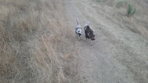 Vând șase curci și rațe românești 