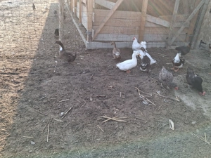 Vând șase curci și rațe românești  - imagine 3