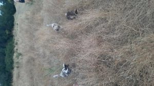 Vând șase curci și rațe românești  - imagine 2