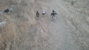 Vând șase curci și rațe românești  - imagine 4