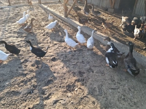 Vând șase curci și rațe românești  - imagine 5