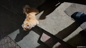 Vând cățel Bhichon 