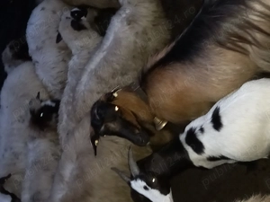 Vând capre detalii în privat - imagine 5 Vând capre detalii în privat - imagine 5