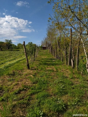 Teren Mihailesti , Jud Buzau- 2500mp - imagine 3