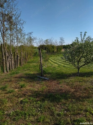 Teren Mihailesti , Jud Buzau- 2500mp - imagine 6
