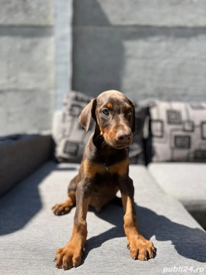 Pui de Doberman - imagine 2