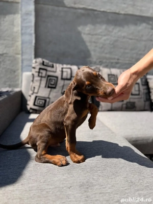 Pui de Doberman - imagine 3