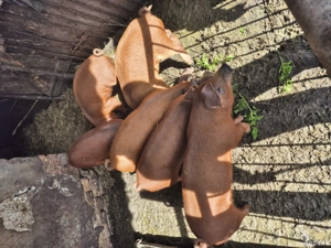 De vanzare  - imagine 2 De vanzare  - imagine 2