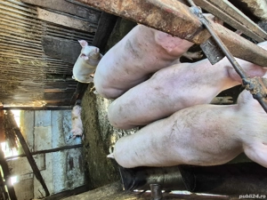 De vanzare  - imagine 3 De vanzare  - imagine 3