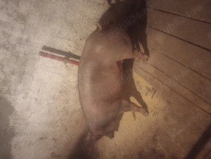 Porc  de carne crescut natural cu porumb  - imagine 3