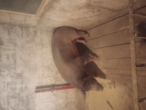 Porc  de carne crescut natural cu porumb  - imagine 2