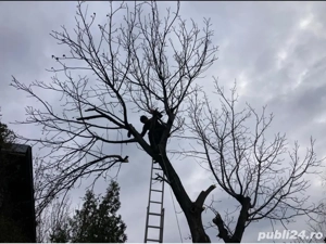 Toaletare arbori înalți - Iași