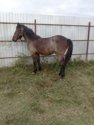 Vând sau schimb manz  - imagine 2