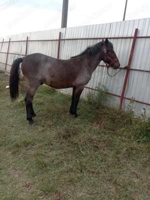 Vând sau schimb manz  - imagine 3