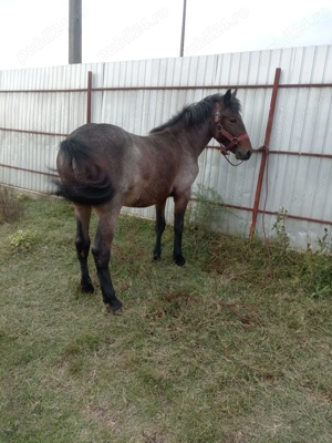 Vând sau schimb manz  - imagine 4