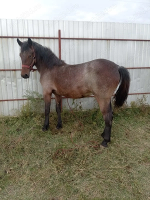 Vând sau schimb manz 